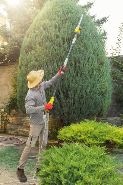 Professional Tree Removal and Landscaping Services in Wilderness Rim, WA